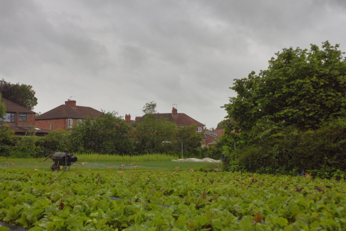 Glebelands Organic Produce farm, Greater Manchester. Credit: Aryo Feldman