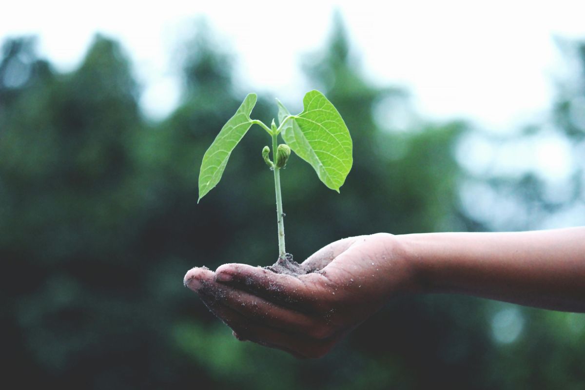 A Local Force for Climate Action: New Report Showcases How Food ...